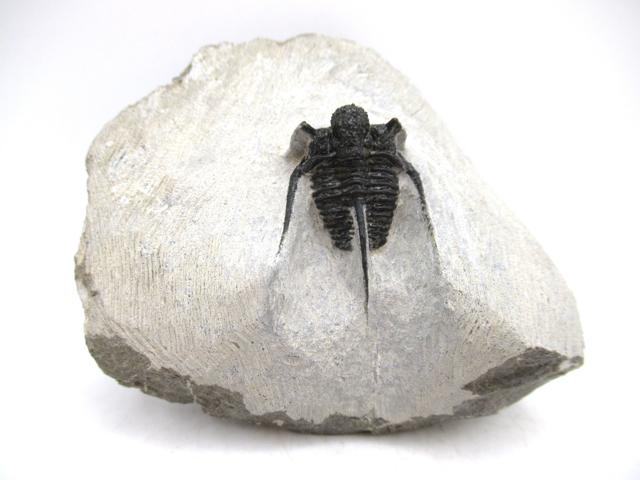 Morocco Devonian Otarion Trilobite 9 | Fossils for Sale Genuine Devonian Age Otarion Trilobite from Morocco for Sale #9