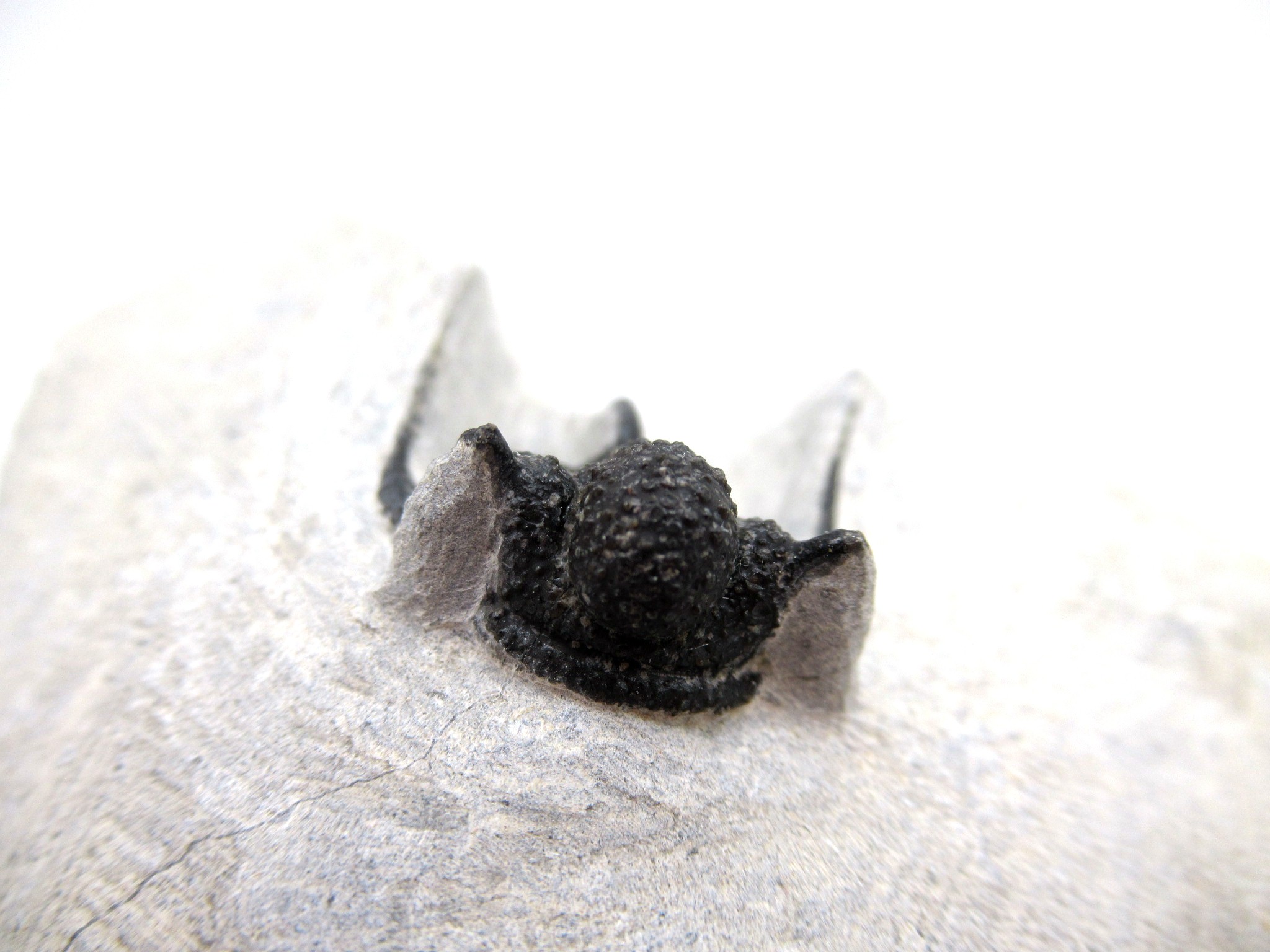 Morocco Devonian Otarion Trilobite 9a | Fossils for Sale Genuine Devonian Age Otarion Trilobite from Morocco for Sale #9a