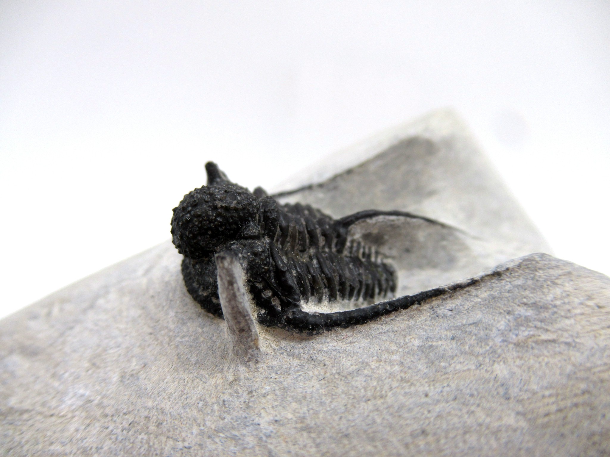 Morocco Devonian Otarion Trilobite 9b | Fossils for Sale Genuine Devonian Age Otarion Trilobite from Morocco for Sale #9b