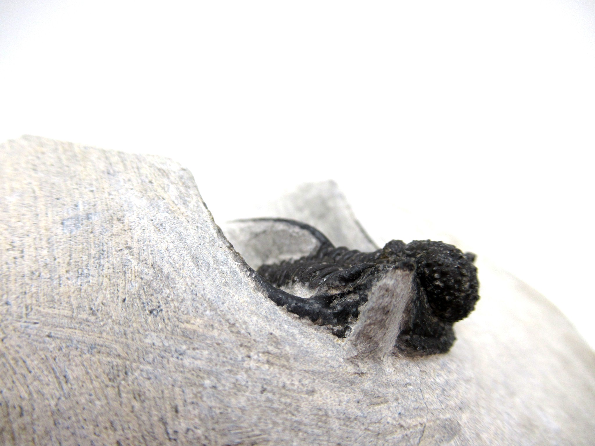 Morocco Devonian Otarion Trilobite 9c | Fossils for Sale Genuine Devonian Age Otarion Trilobite from Morocco for Sale #9c