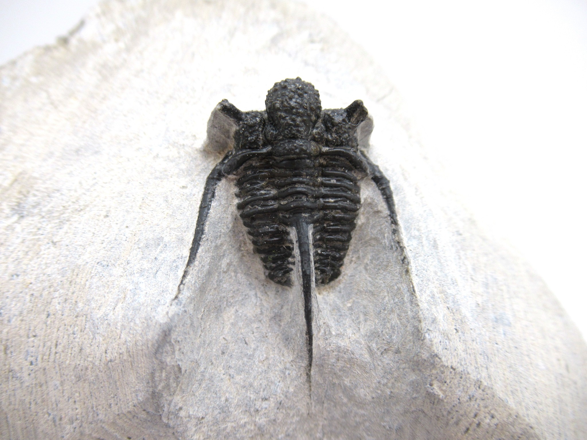 Morocco Devonian Otarion Trilobite 9d | Fossils for Sale Genuine Devonian Age Otarion Trilobite from Morocco for Sale #9d