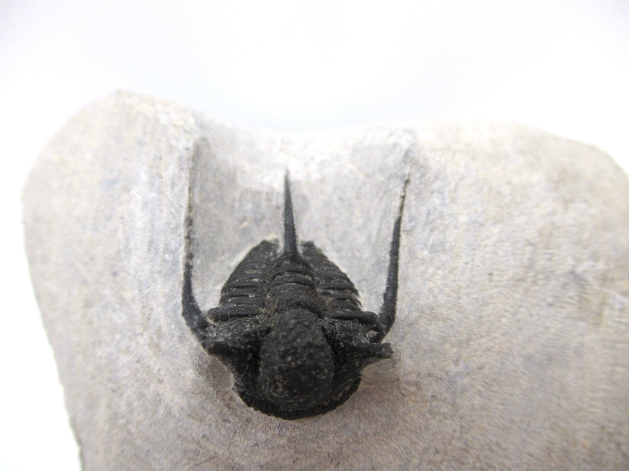 Morocco Devonian Otarion Trilobite 9e | Fossils for Sale Genuine Devonian Age Otarion Trilobite from Morocco for Sale #9e