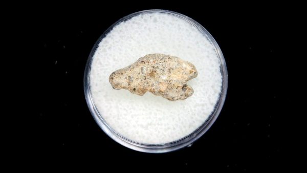 Lunar Meteorite NWA13974 Meteorites for Sale - Image 2