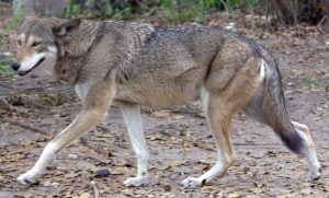 Wolf