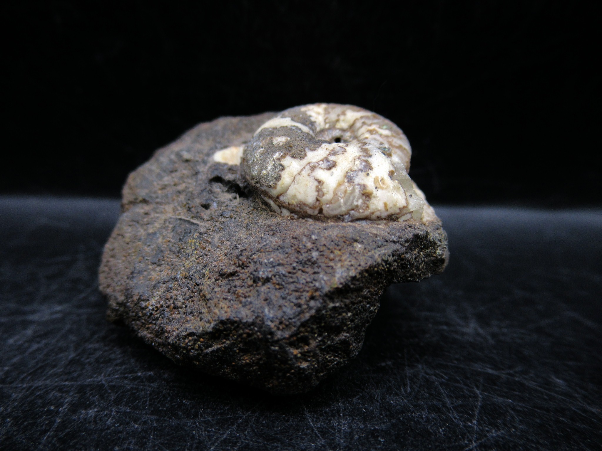 Russian Jurassic Craspedites Ammonite 10a | Fossils for Sale