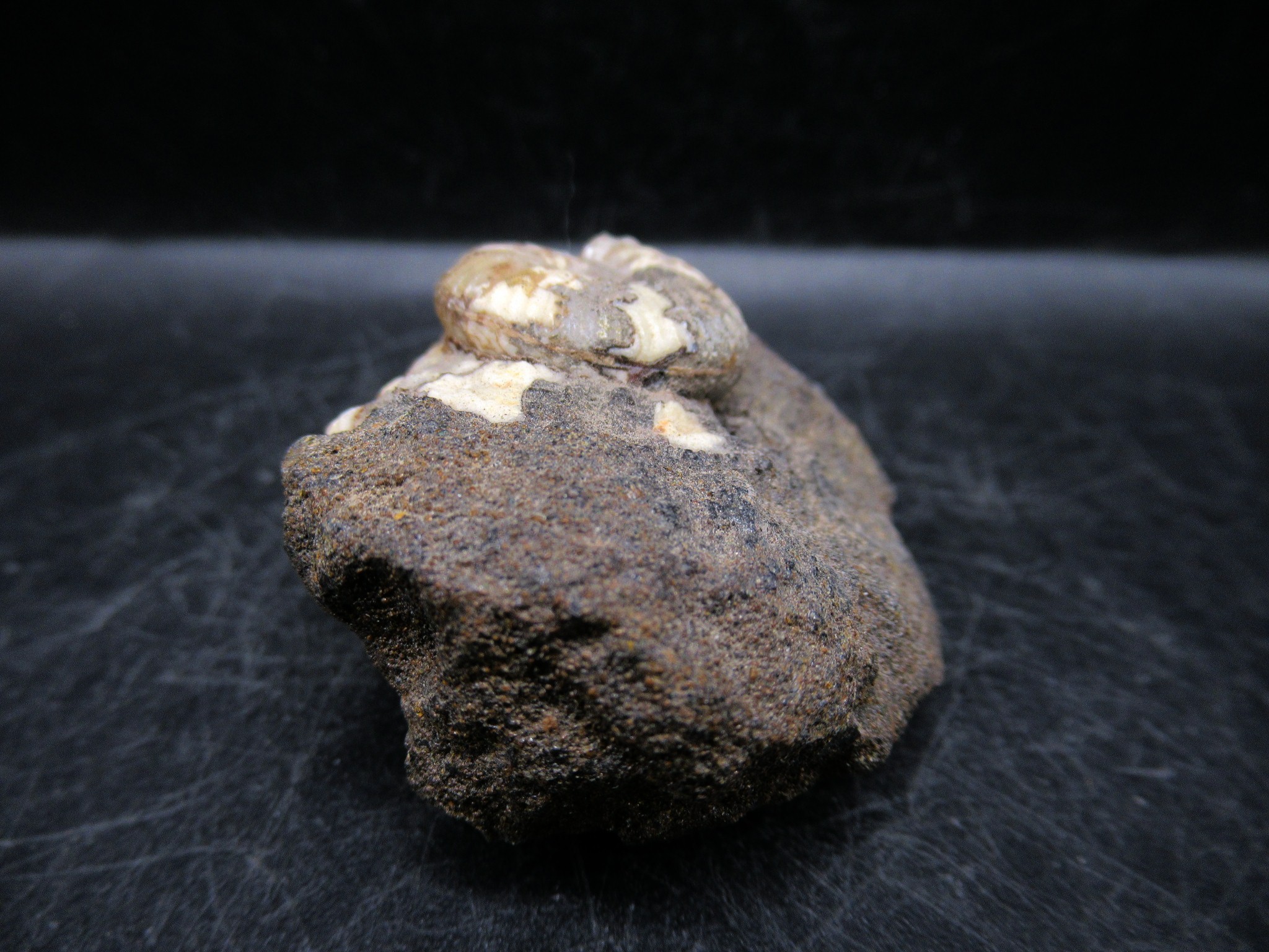 Russian Jurassic Craspedites Ammonite 10b | Fossils for Sale