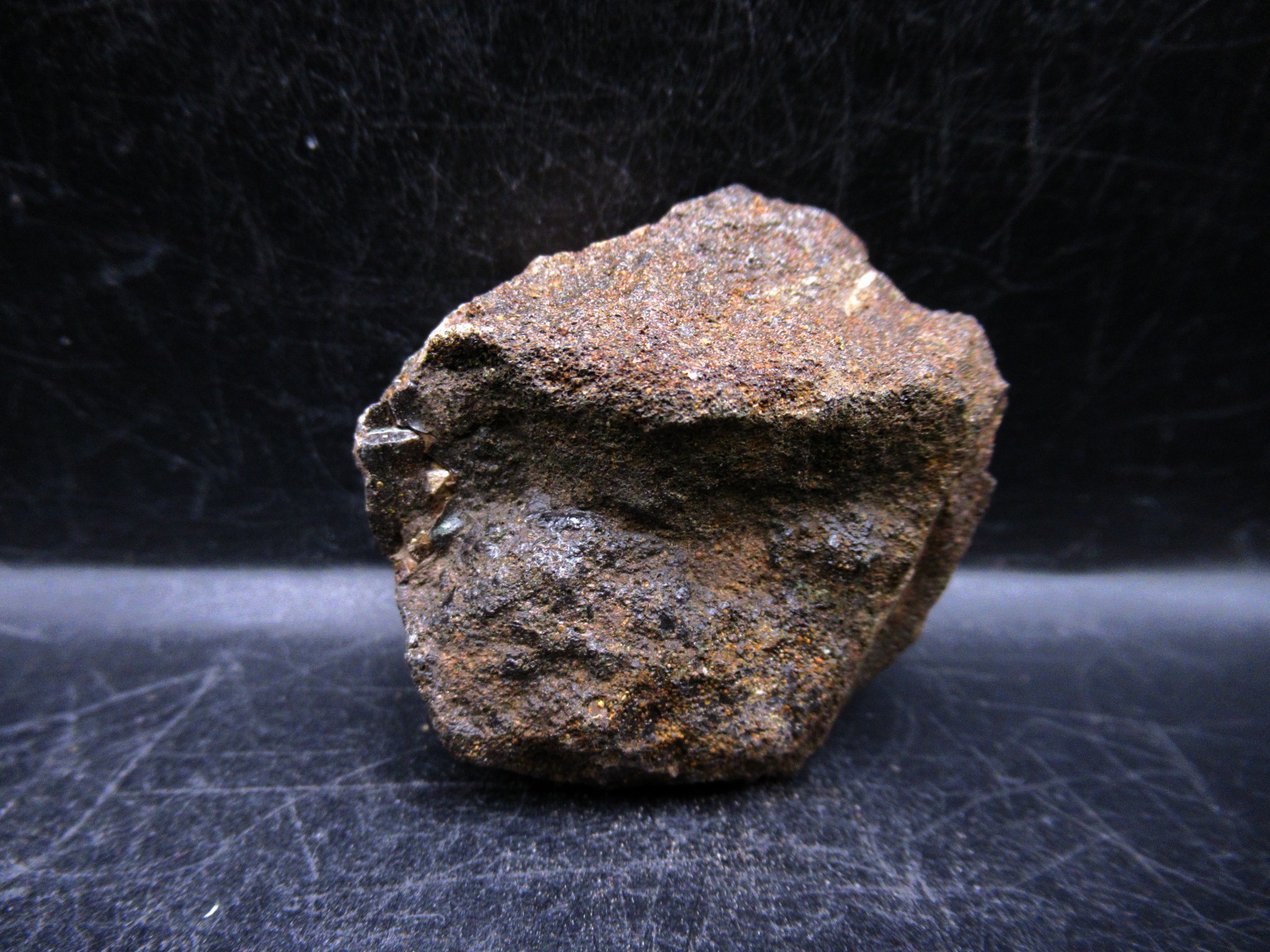 Russian Jurassic Craspedites Ammonite 10c | Fossils for Sale