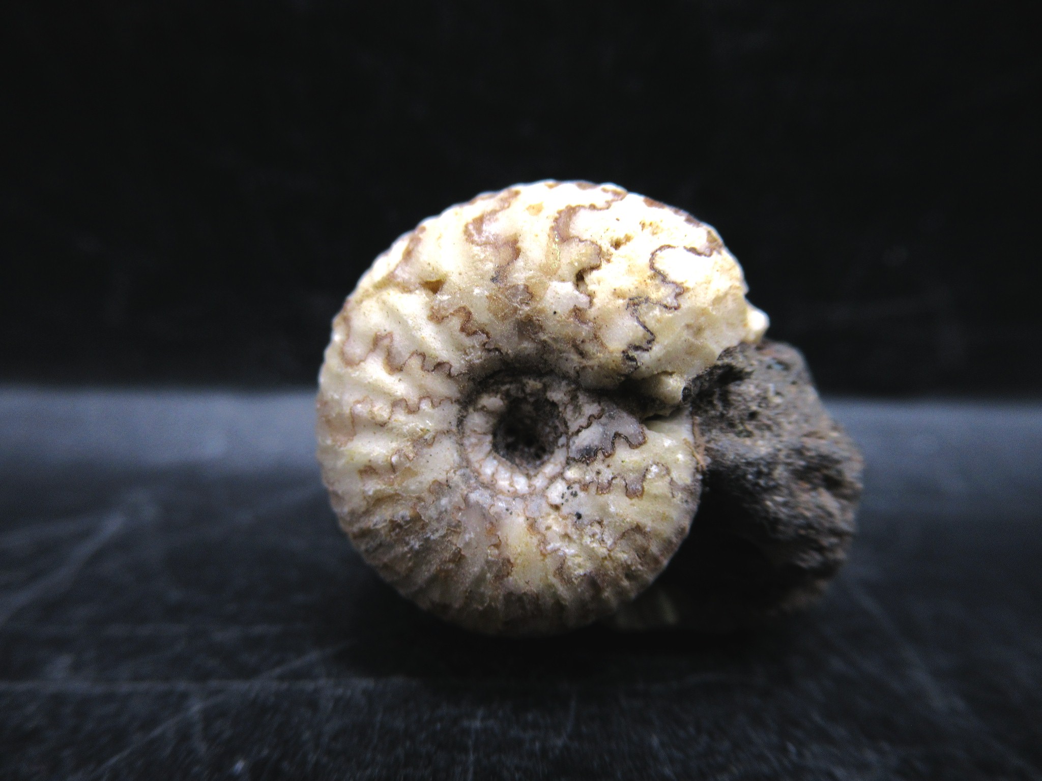 Russian Jurassic Craspedites Ammonite 2 | Fossils for Sale