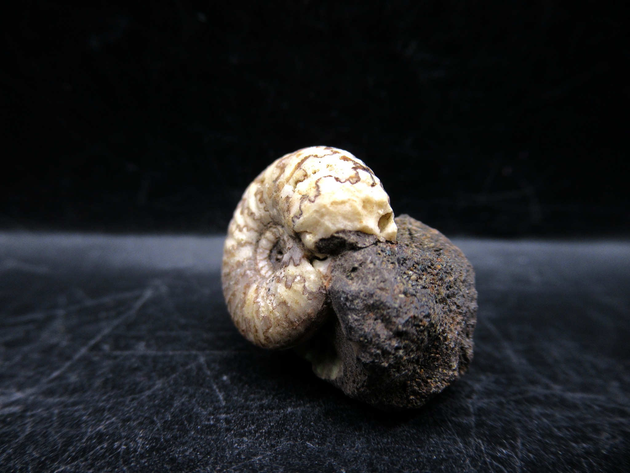 Russian Jurassic Craspedites Ammonite 2a | Fossils for Sale