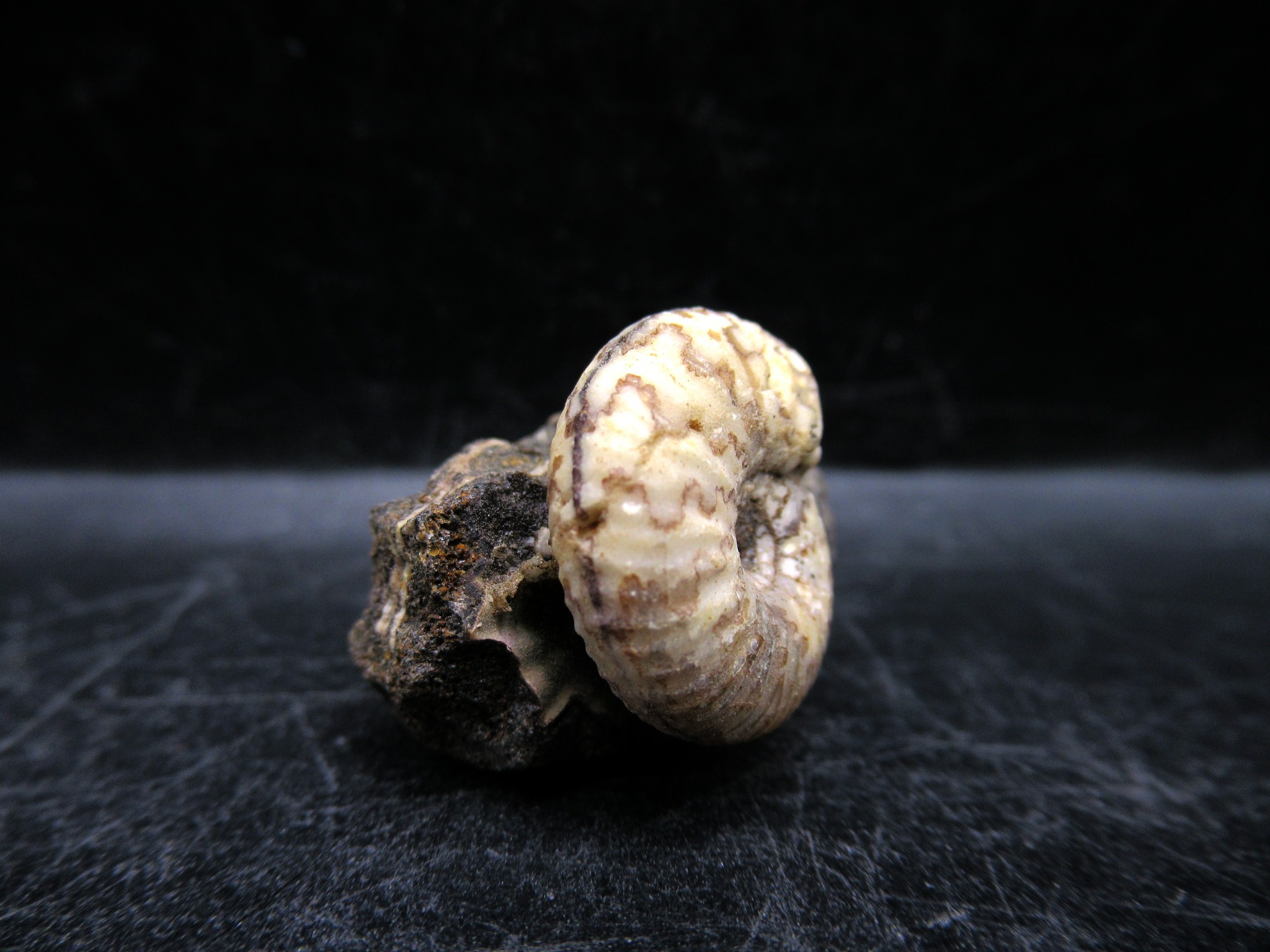 Russian Jurassic Craspedites Ammonite 2b | Fossils for Sale