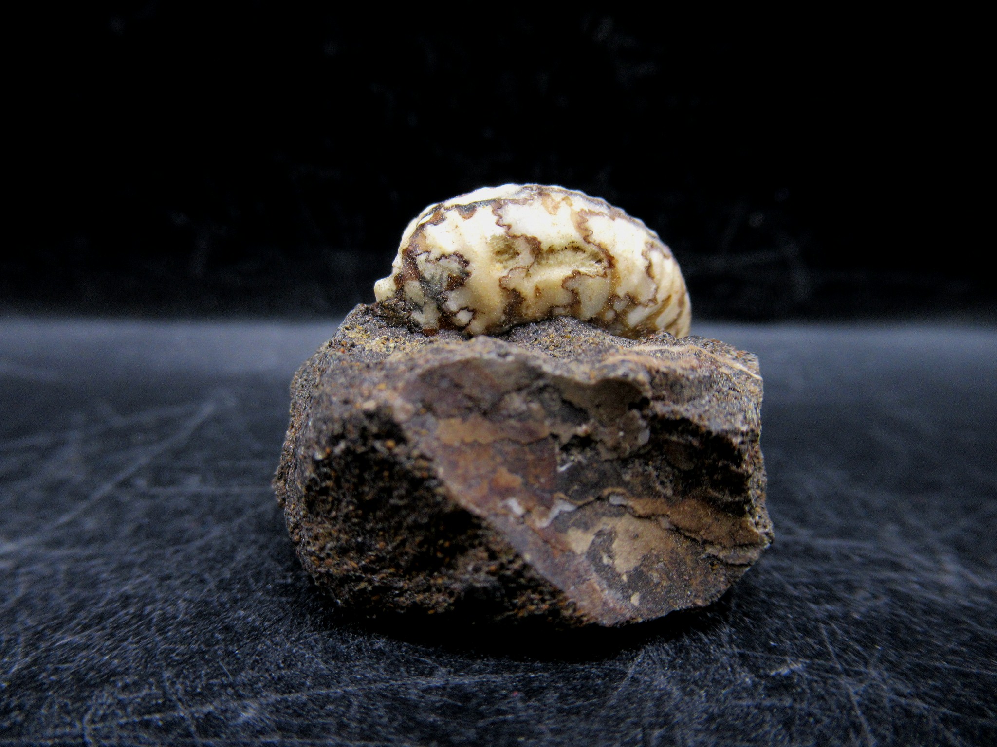 Russian Jurassic Craspedites Ammonite 2c | Fossils for Sale