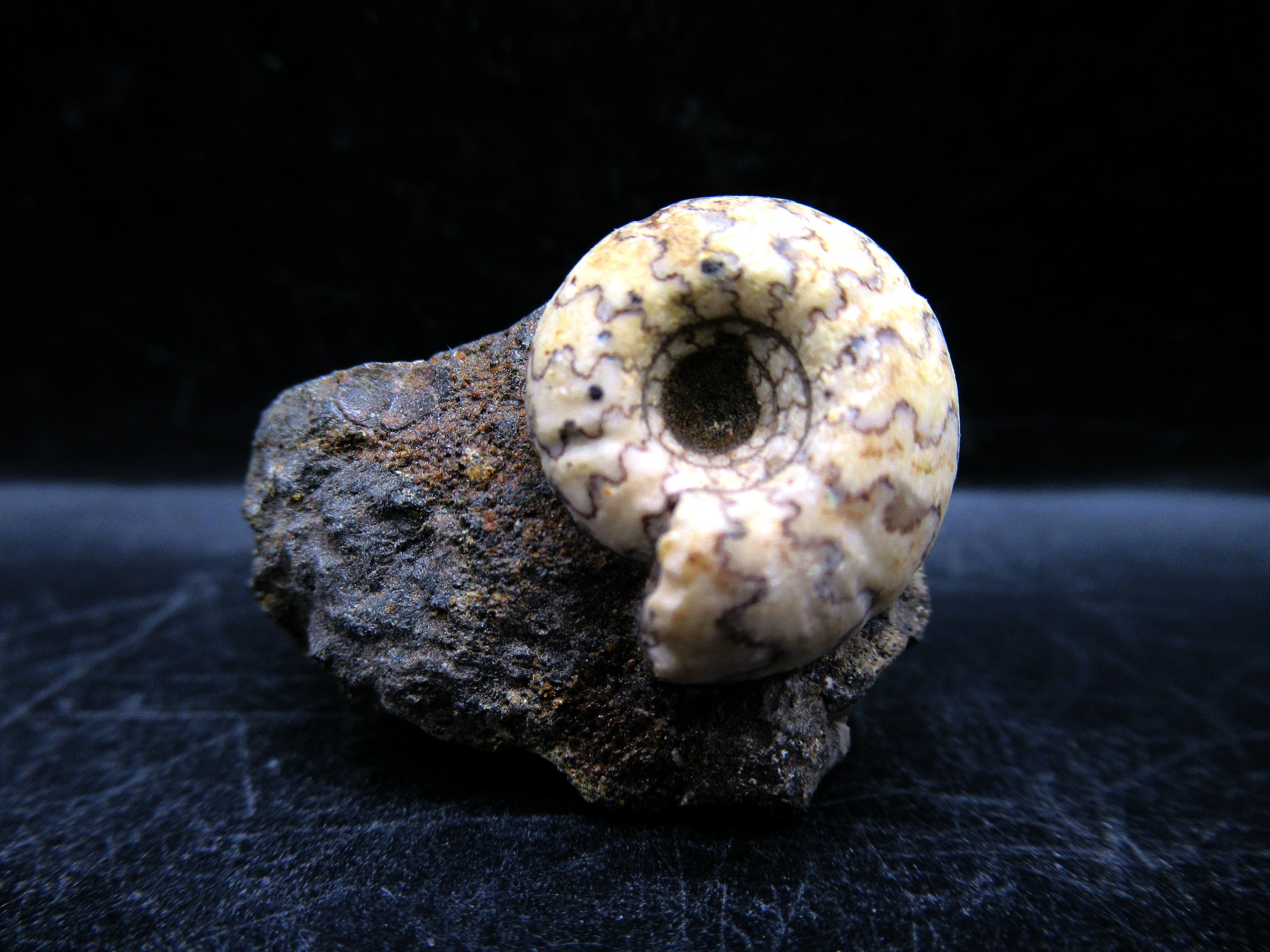 Russian Jurassic Craspedites Ammonite 3 | Fossils for Sale