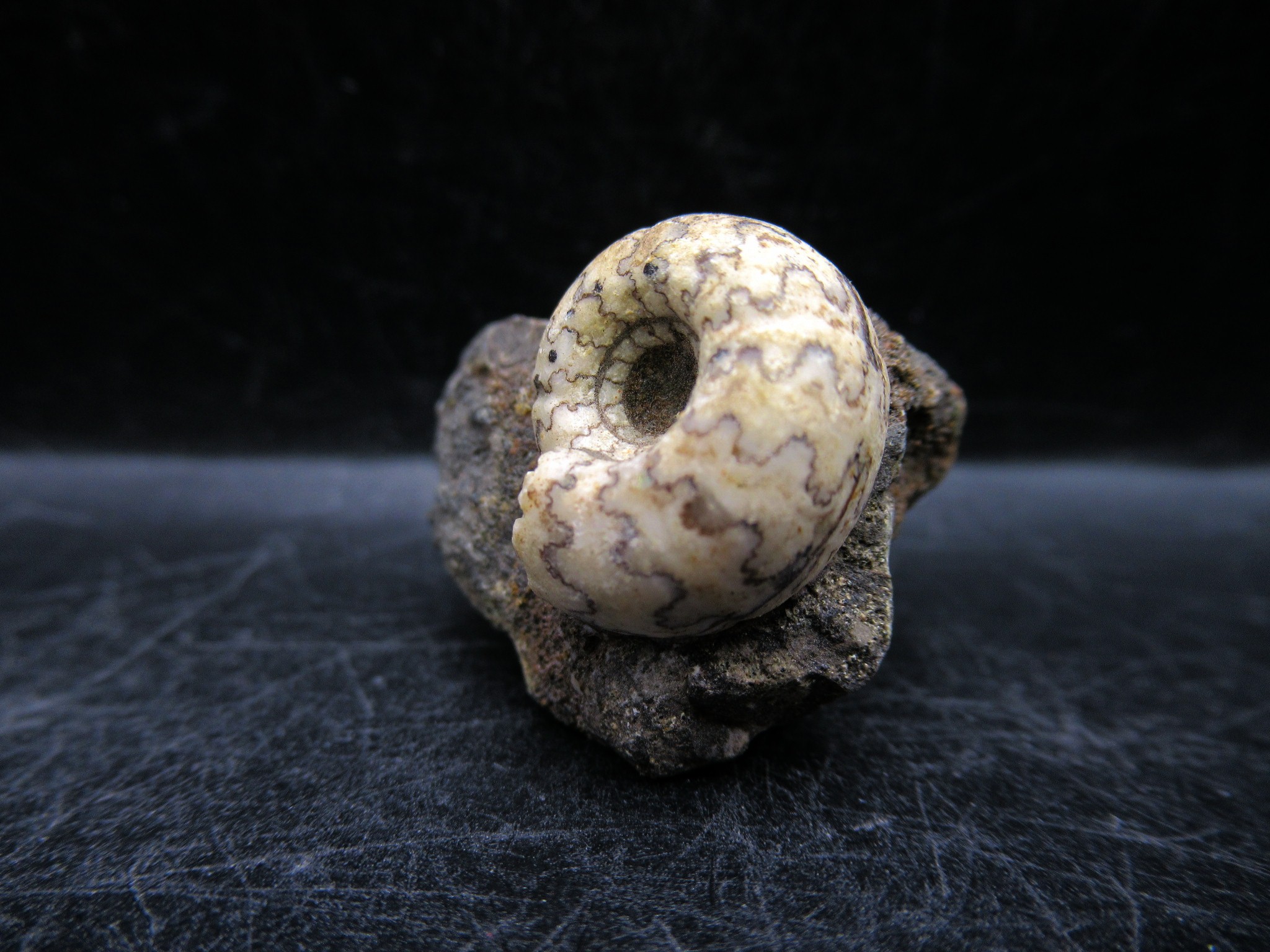 Russian Jurassic Craspedites Ammonite 3a | Fossils for Sale