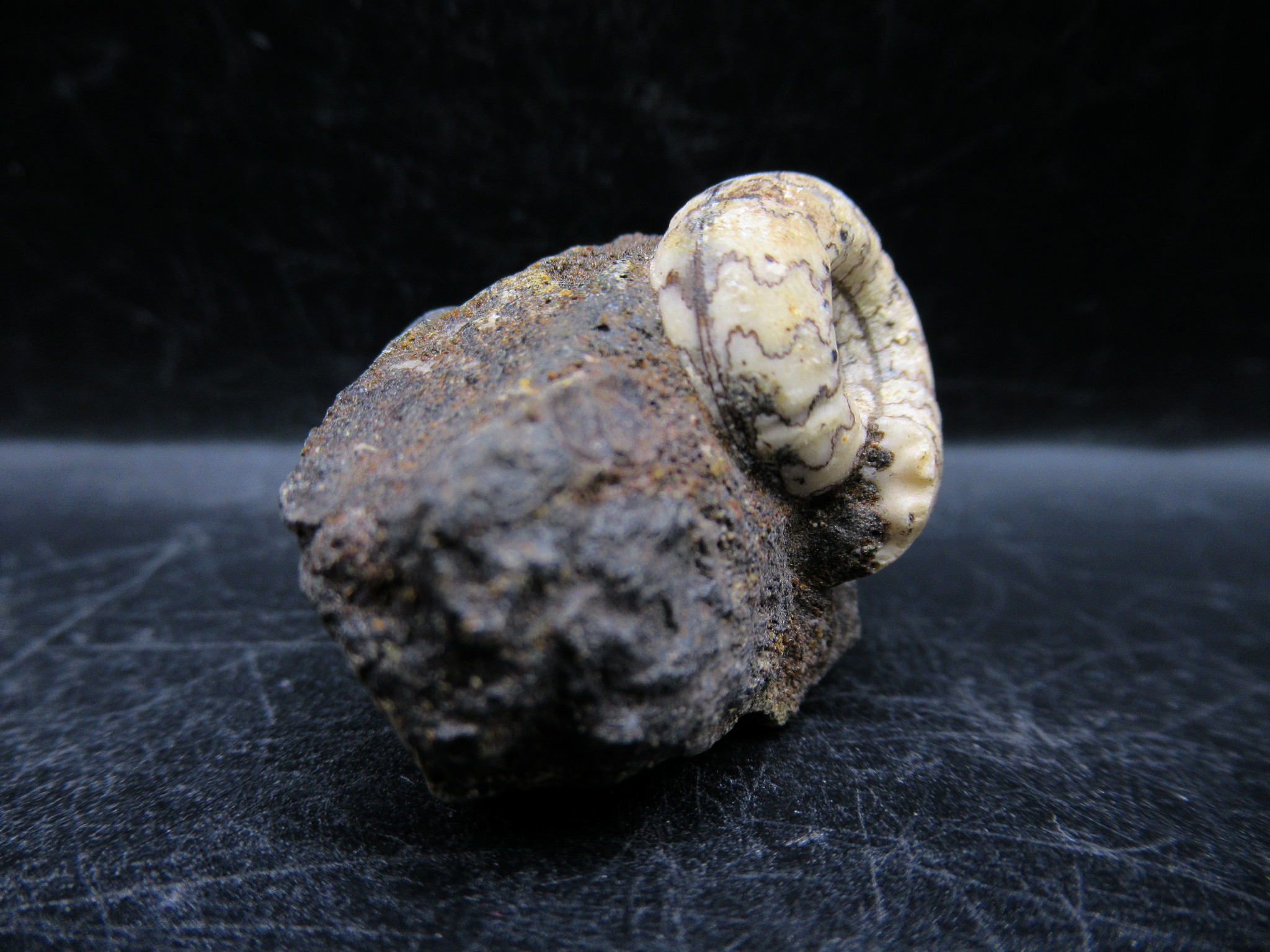 Russian Jurassic Craspedites Ammonite 3b | Fossils for Sale