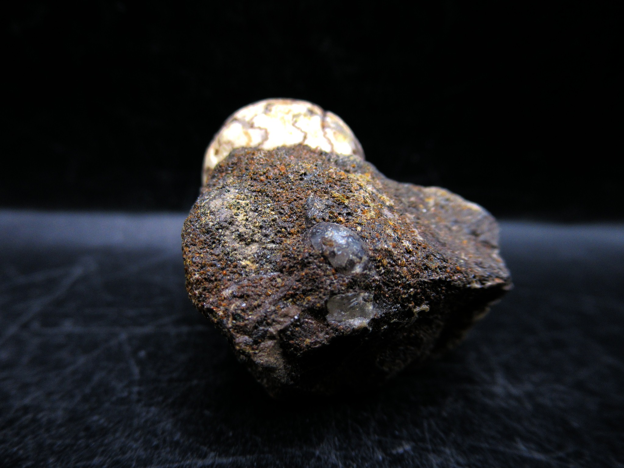 Russian Jurassic Craspedites Ammonite 3c | Fossils for Sale