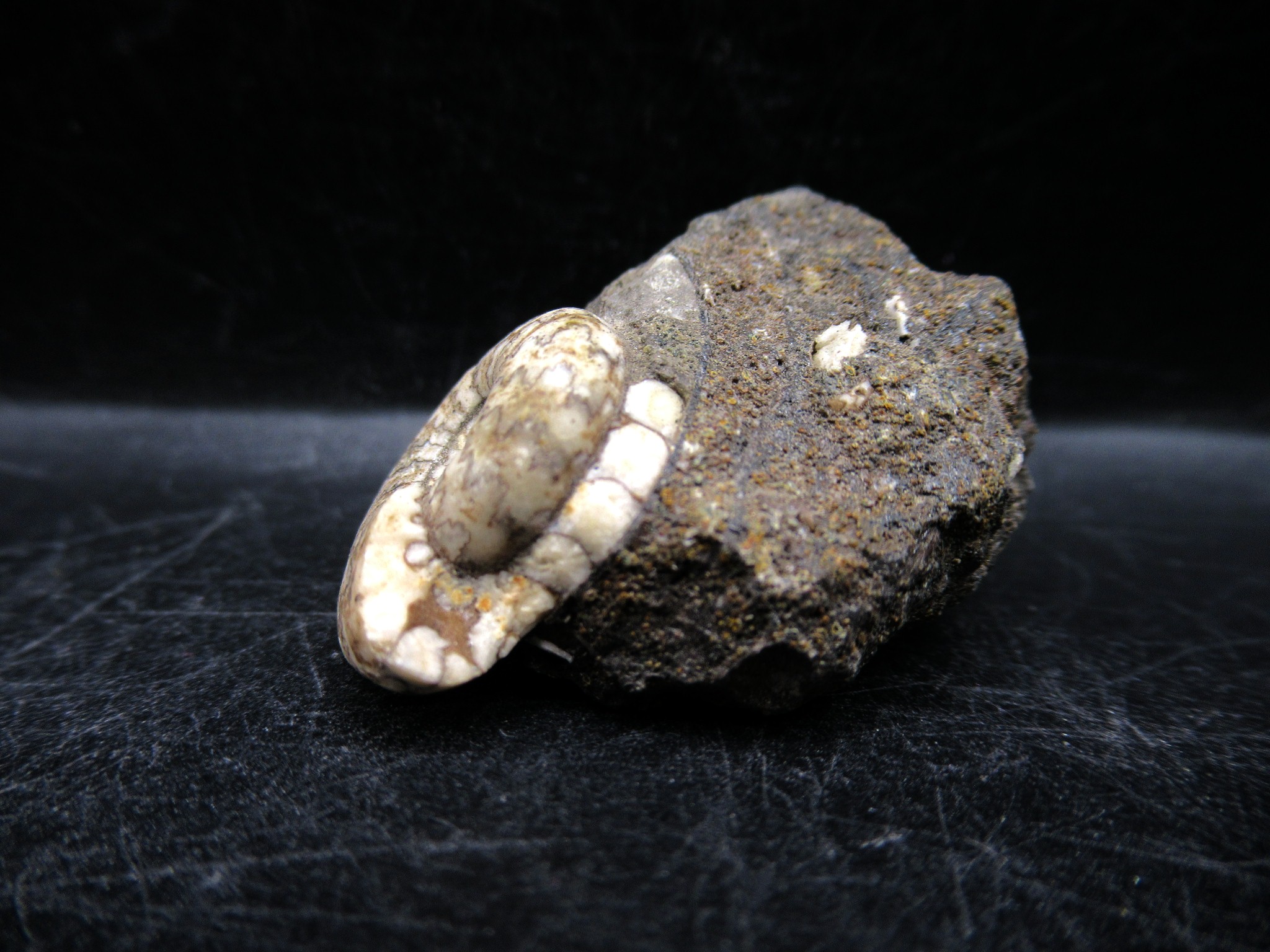 Russian Jurassic Craspedites Ammonite 4a | Fossils for Sale