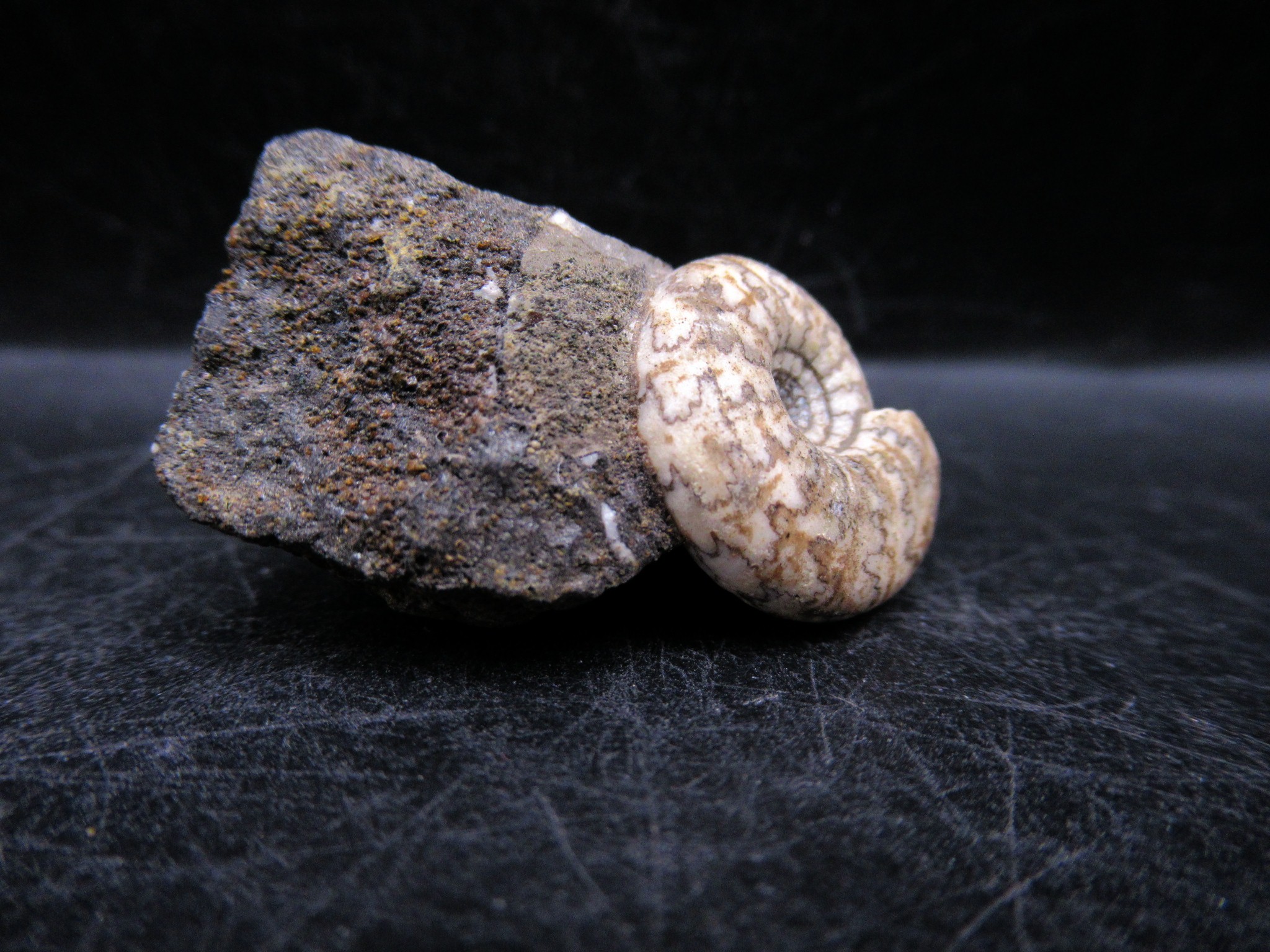 Russian Jurassic Craspedites Ammonite 4b | Fossils for Sale