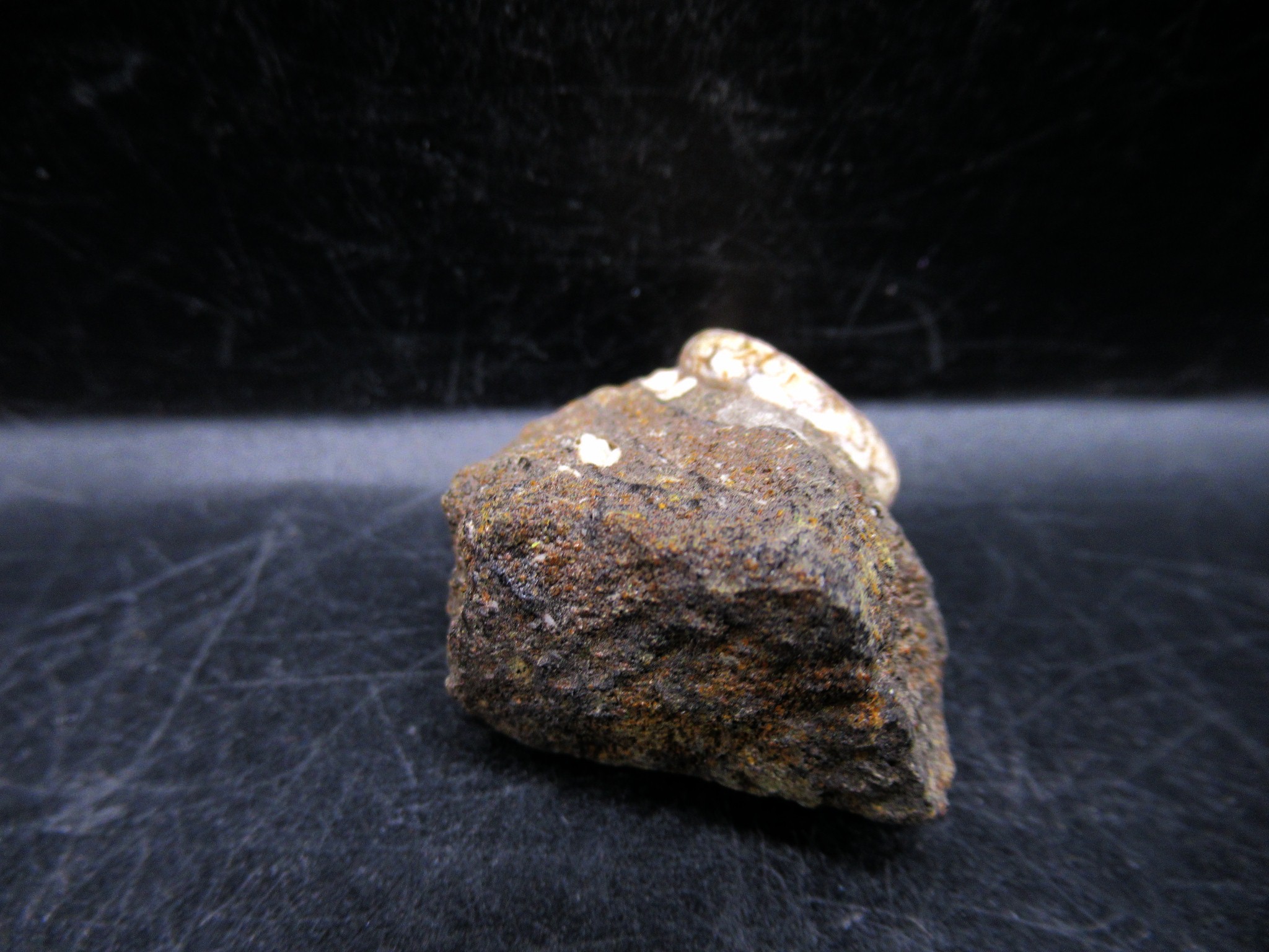 Russian Jurassic Craspedites Ammonite 4c | Fossils for Sale