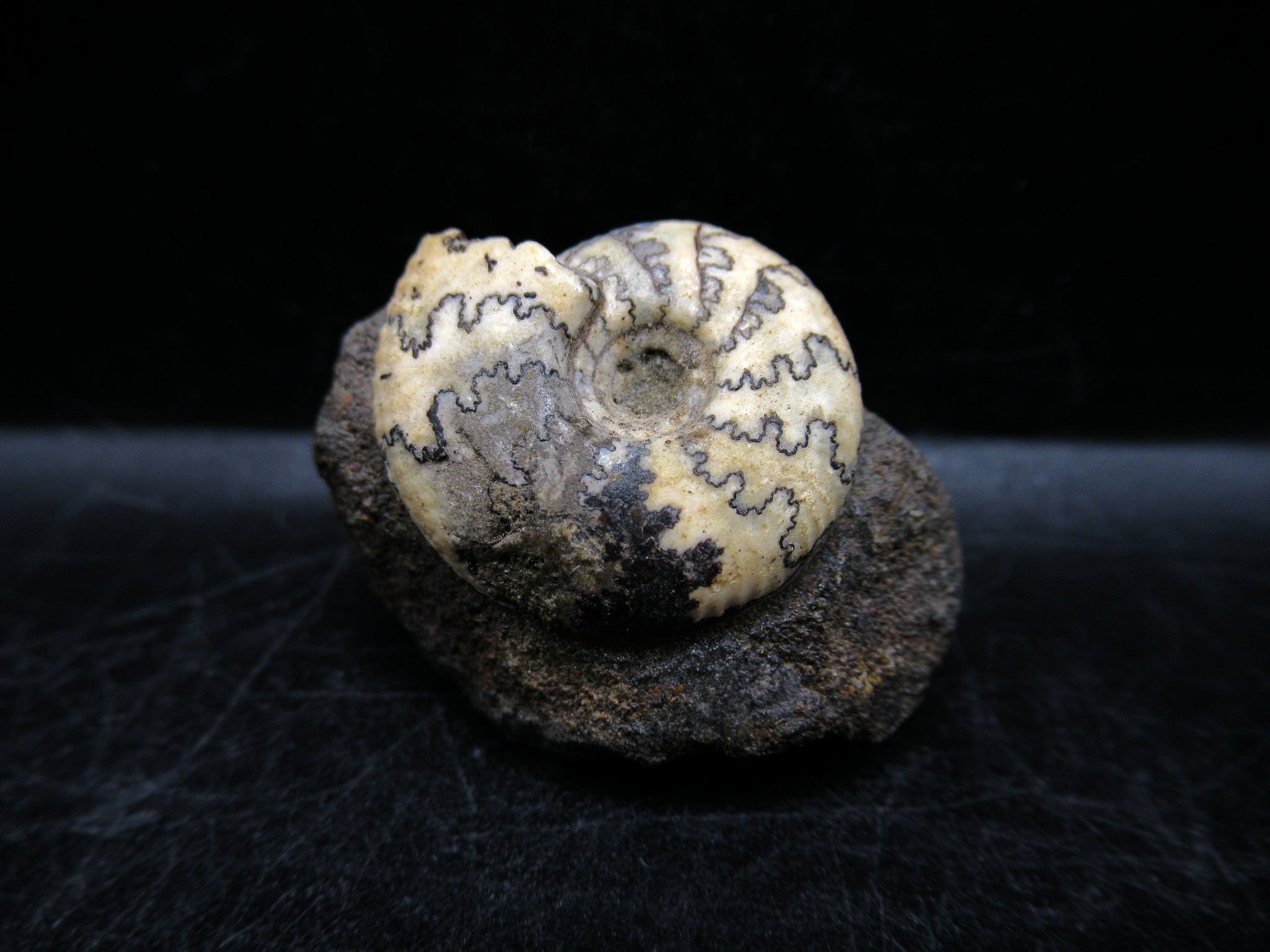 Russian Jurassic Craspedites Ammonite 5 | Fossils for Sale