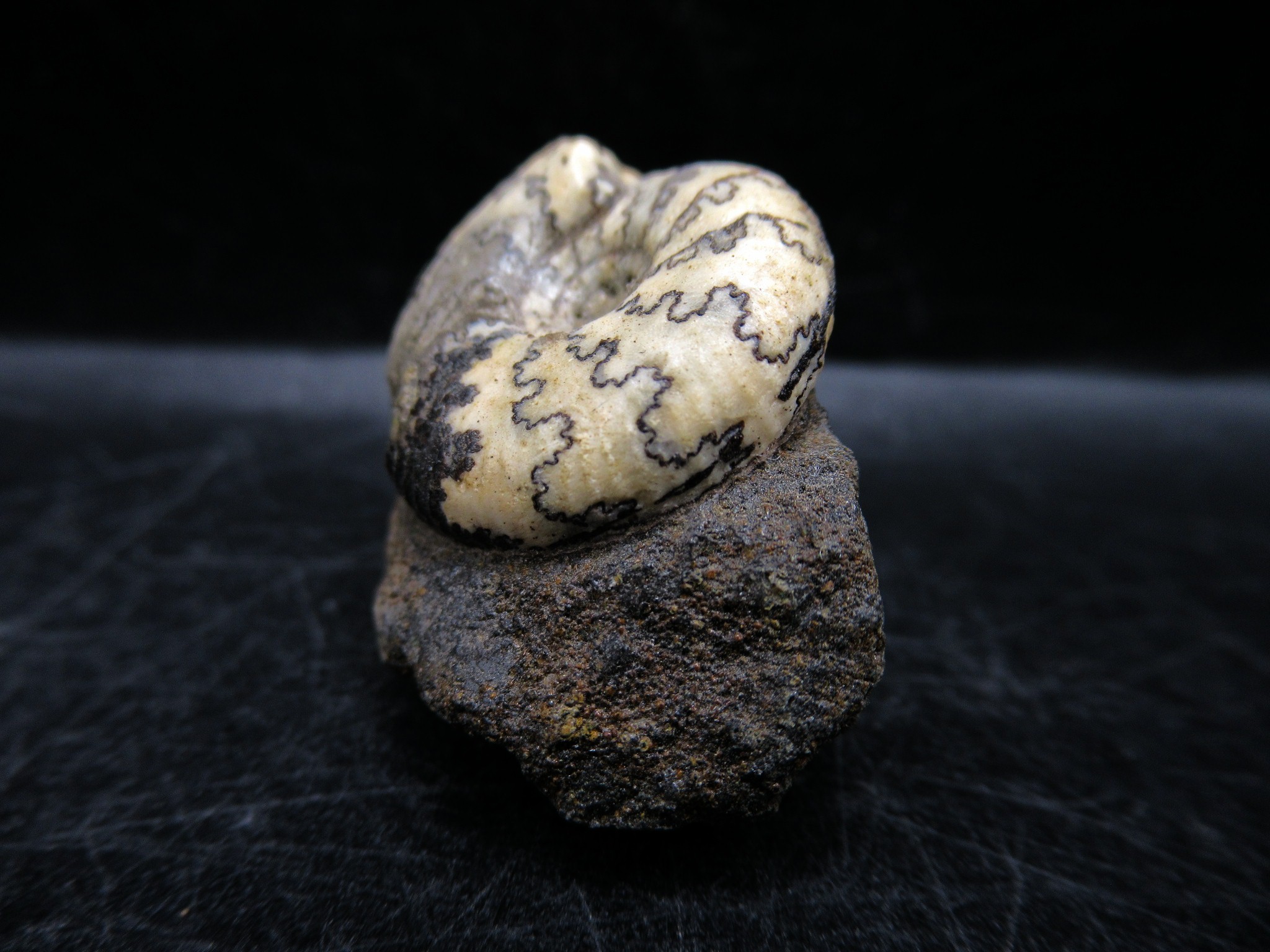 Russian Jurassic Craspedites Ammonite 5a | Fossils for Sale