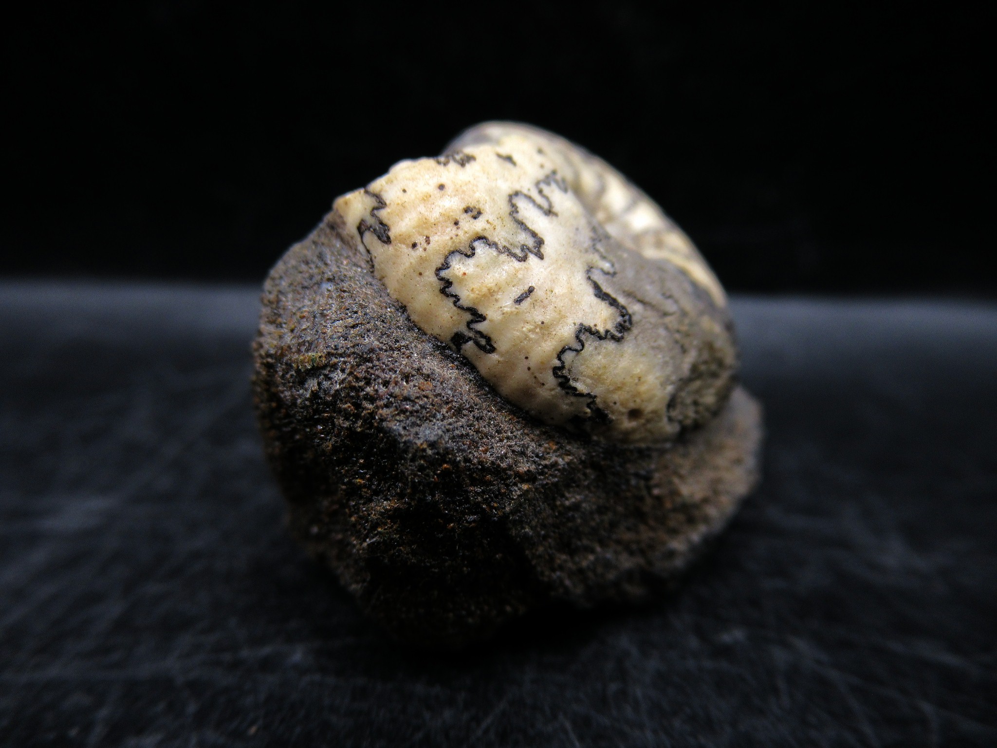 Russian Jurassic Craspedites Ammonite 5b | Fossils for Sale