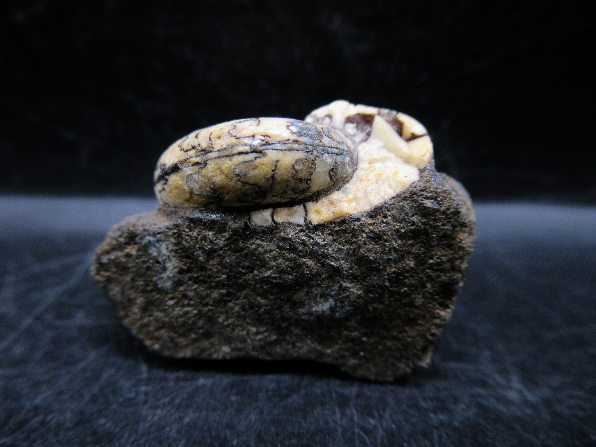 Russian Jurassic Craspedites Ammonite 5c | Fossils for Sale