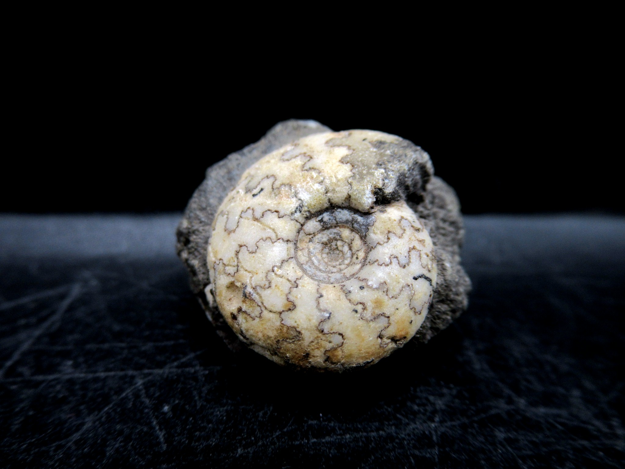 Russian Jurassic Craspedites Ammonite 6 | Fossils for Sale