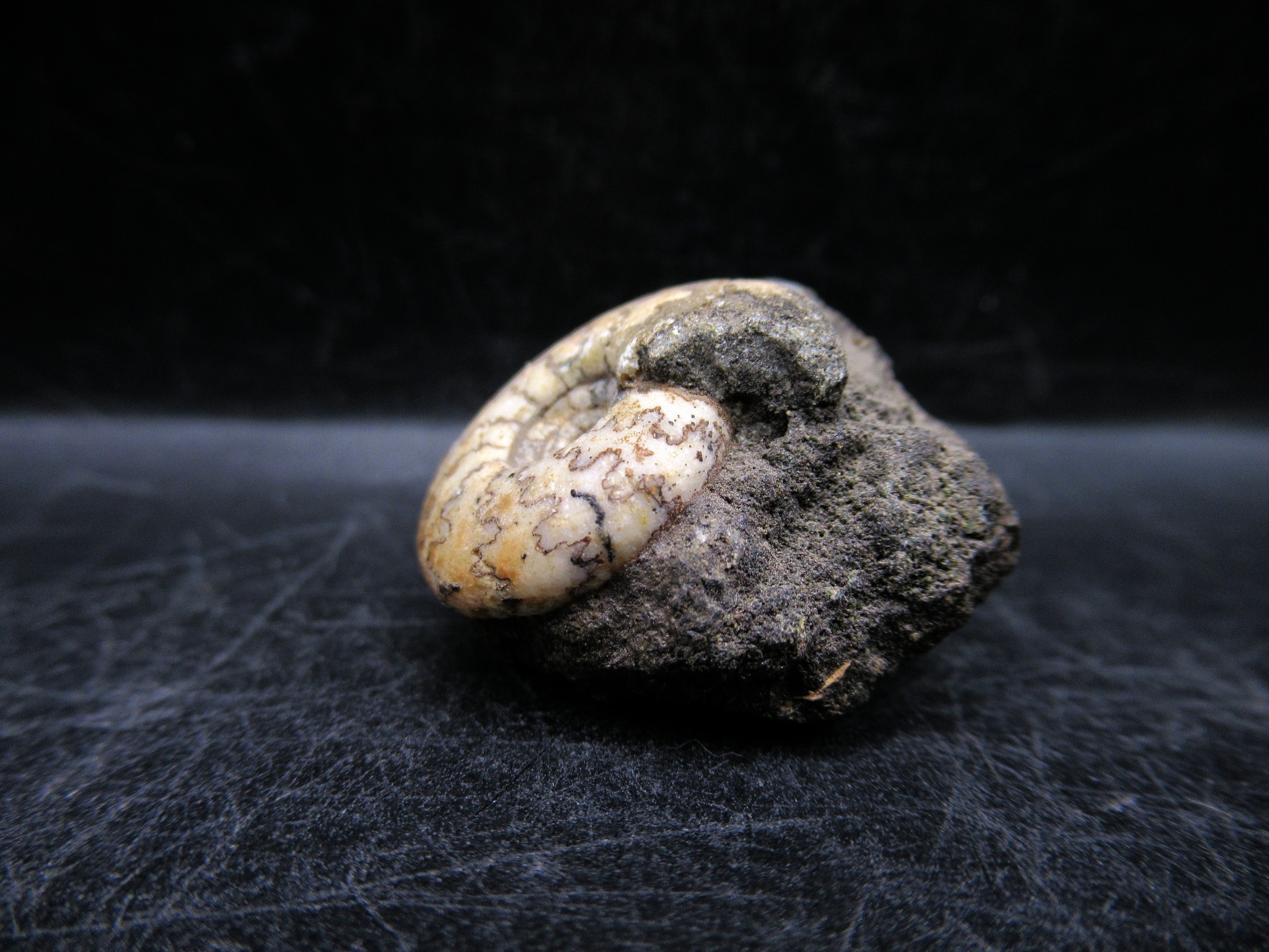 Russian Jurassic Craspedites Ammonite 6a | Fossils for Sale