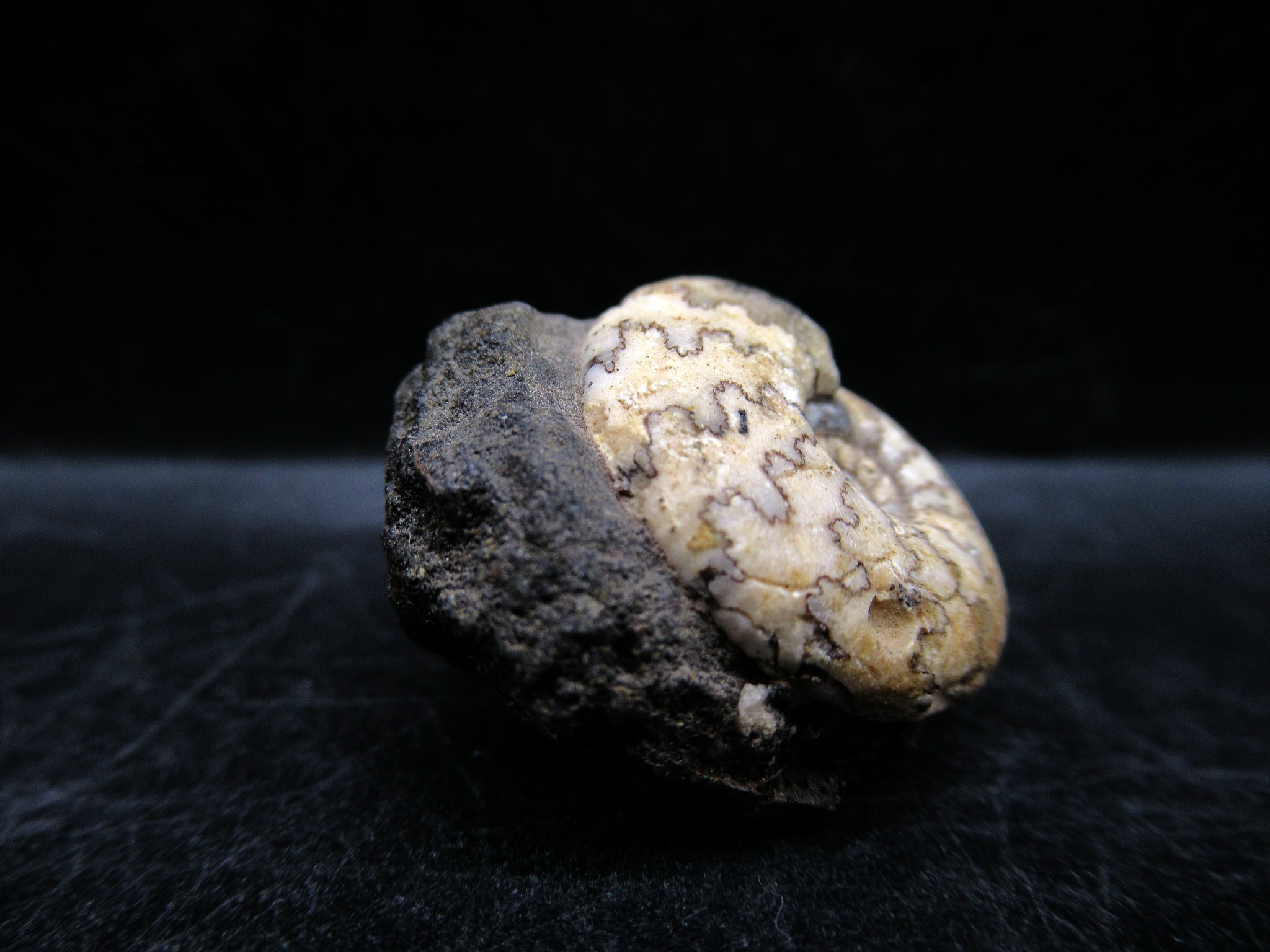 Russian Jurassic Craspedites Ammonite 6b | Fossils for Sale