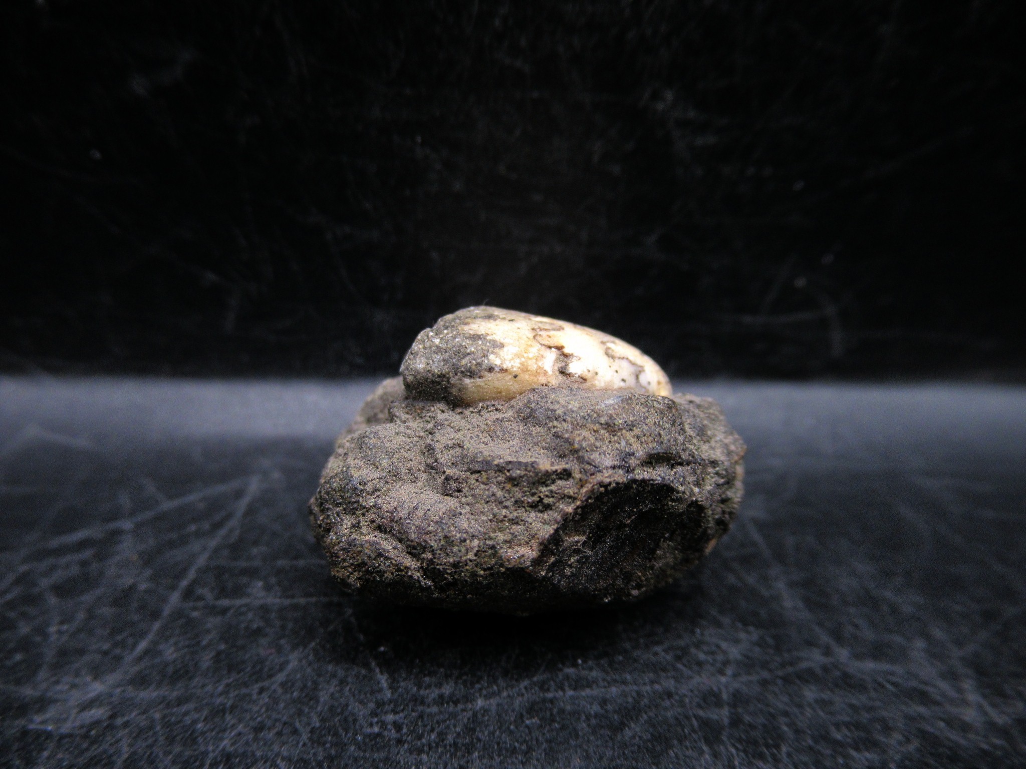 Russian Jurassic Craspedites Ammonite 6c | Fossils for Sale