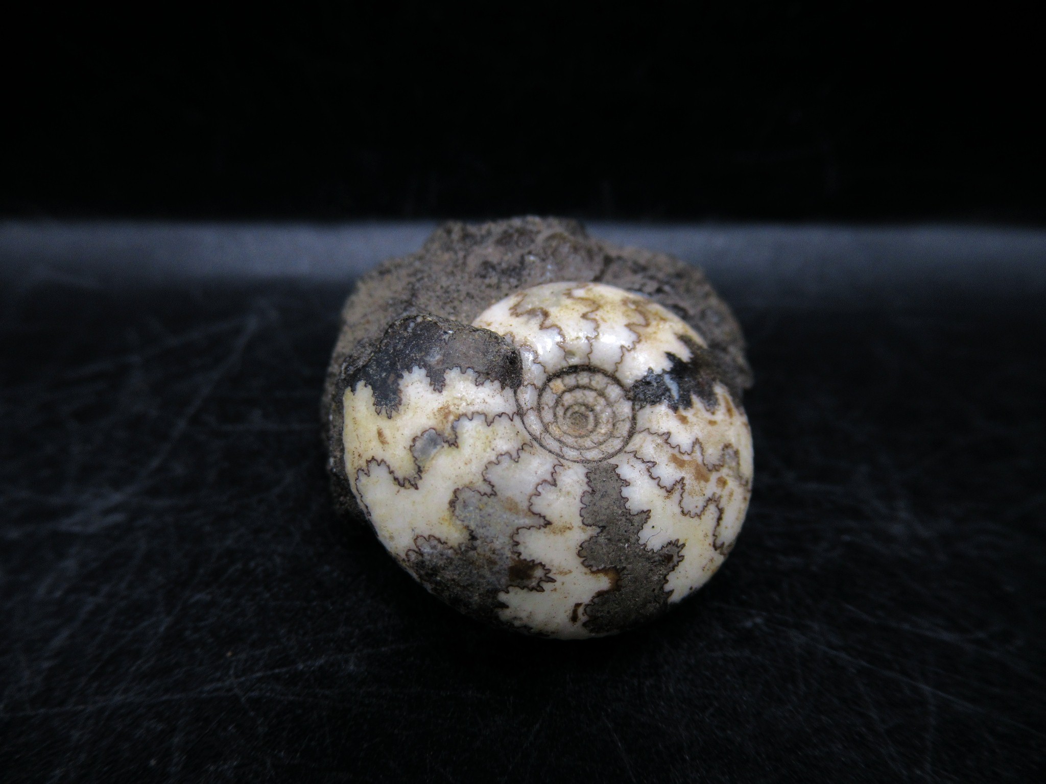 Russian Jurassic Craspedites Ammonite 7 | Fossils for Sale