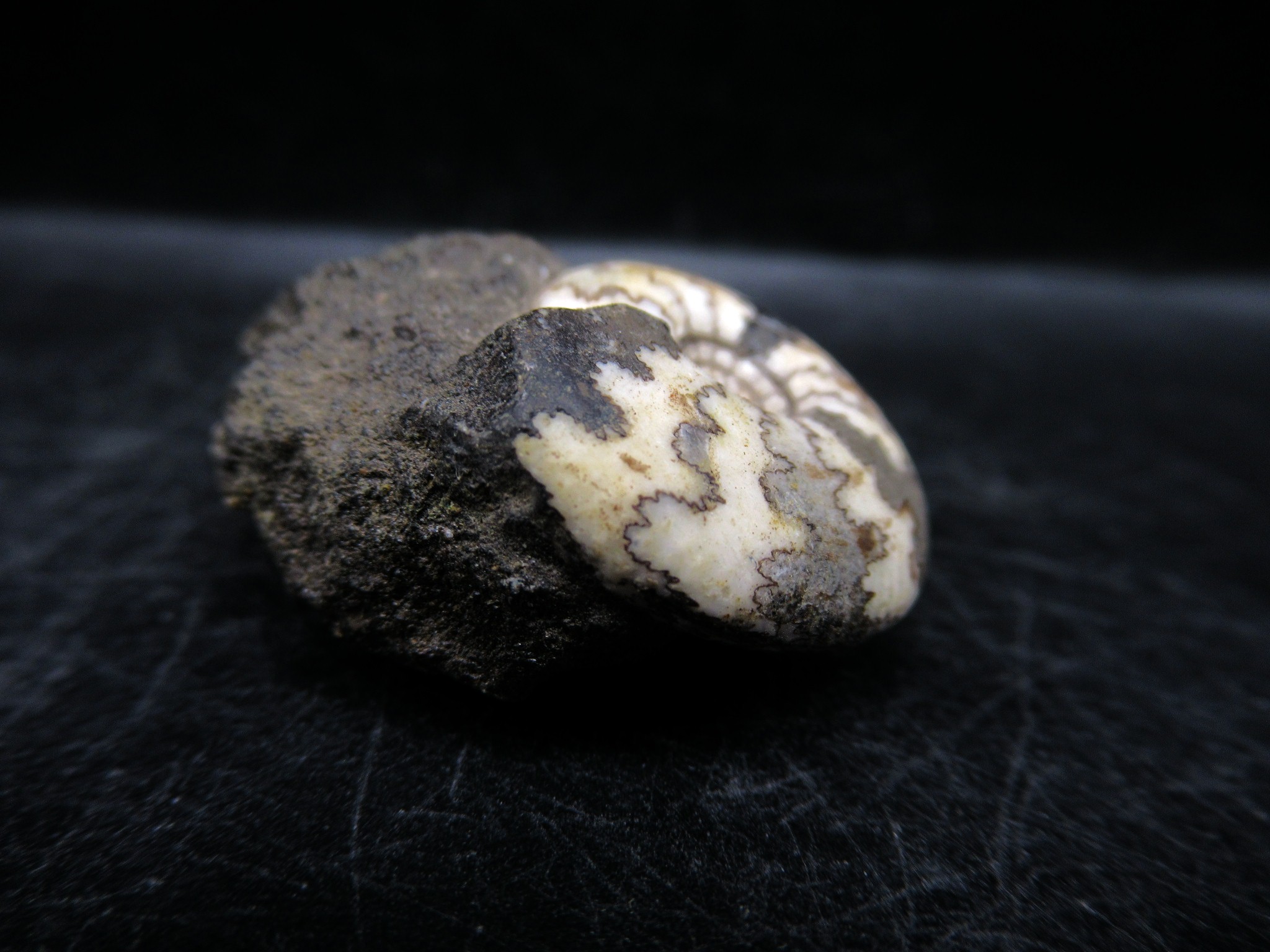 Russian Jurassic Craspedites Ammonite 7b | Fossils for Sale