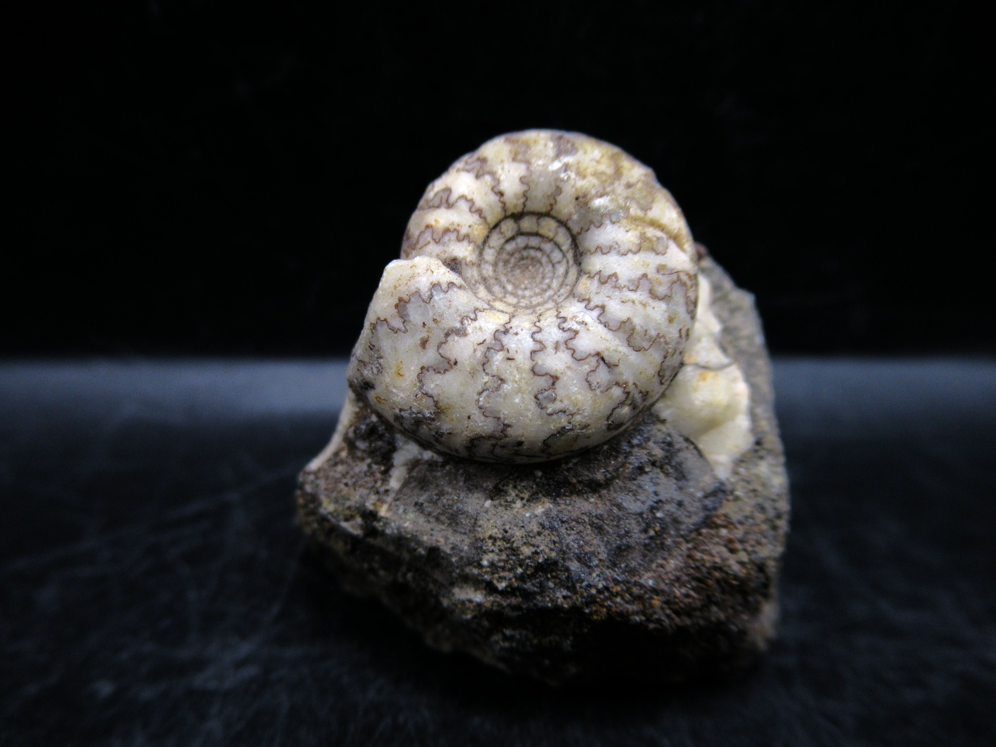 Russian Jurassic Craspedites Ammonite 8 | Fossils for Sale