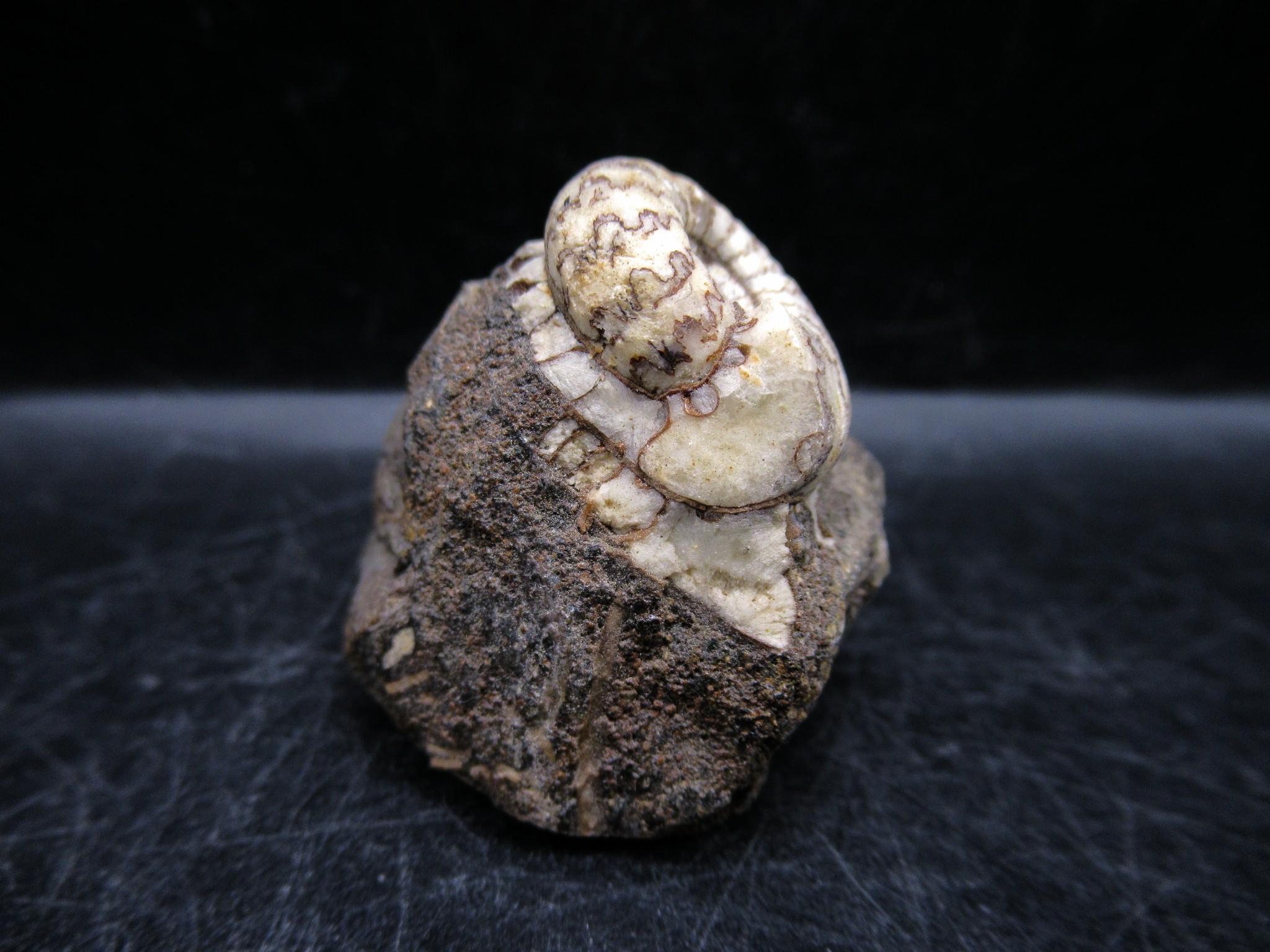 Russian Jurassic Craspedites Ammonite 8b | Fossils for Sale