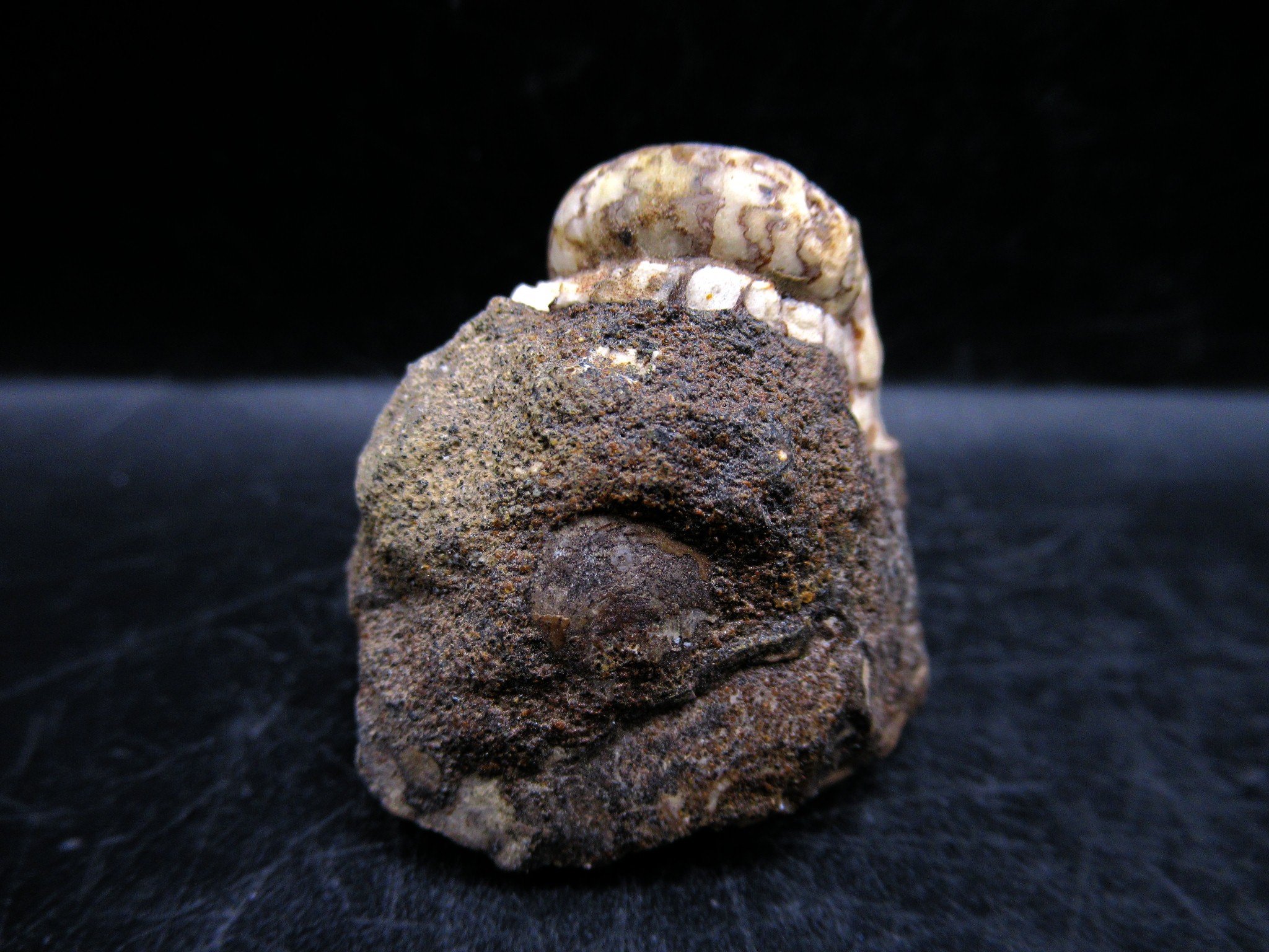 Russian Jurassic Craspedites Ammonite 8c | Fossils for Sale