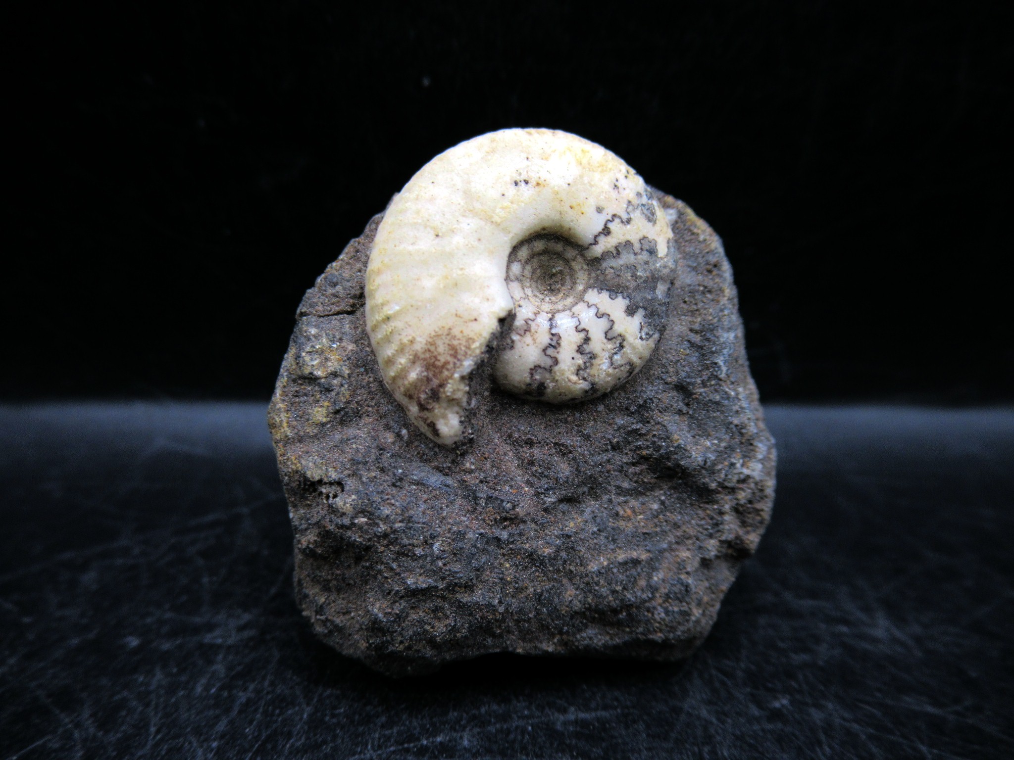 Russian Jurassic Craspedites Ammonite 9 | Fossils for Sale