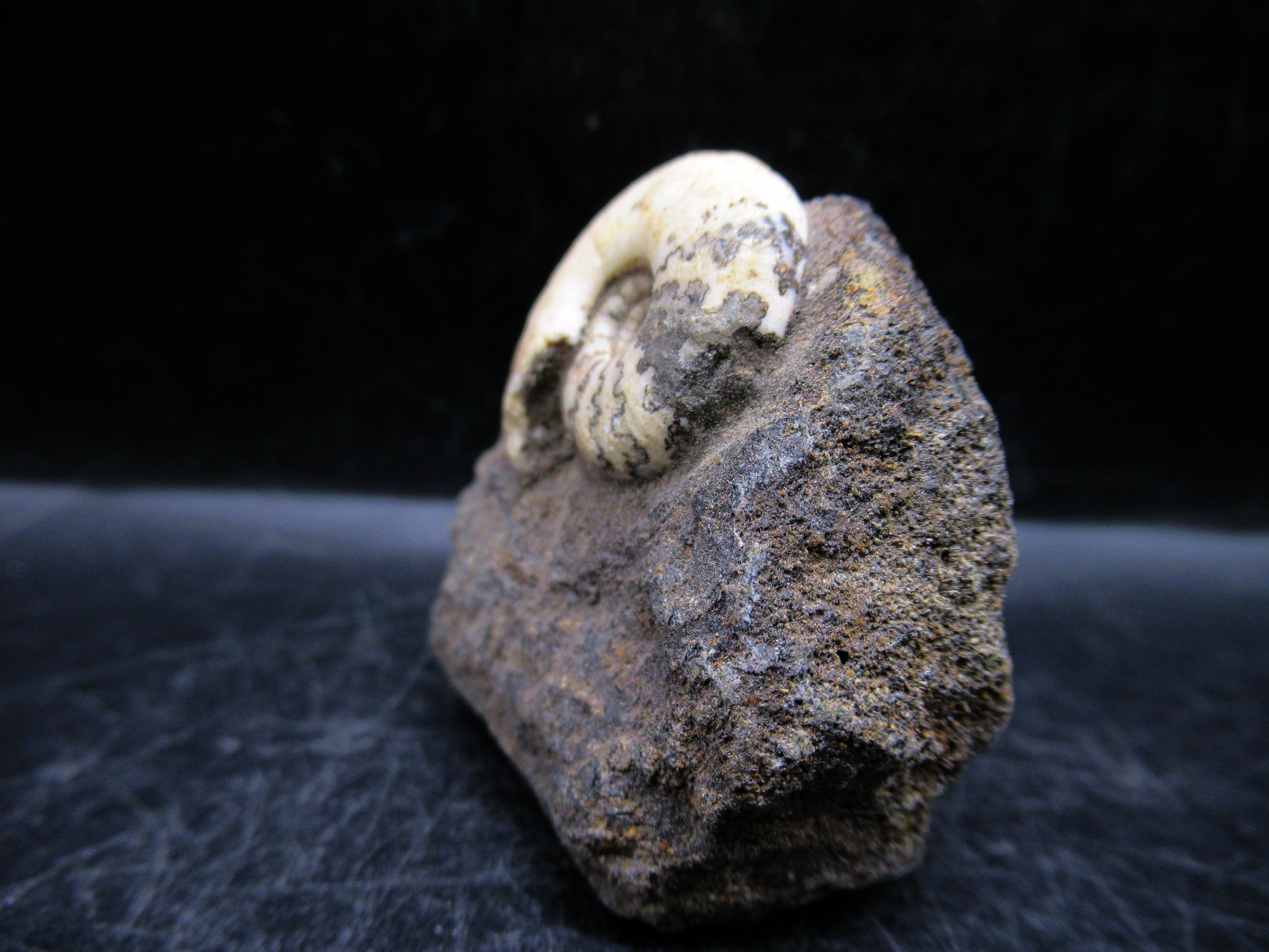 Russian Jurassic Craspedites Ammonite 9a | Fossils for Sale