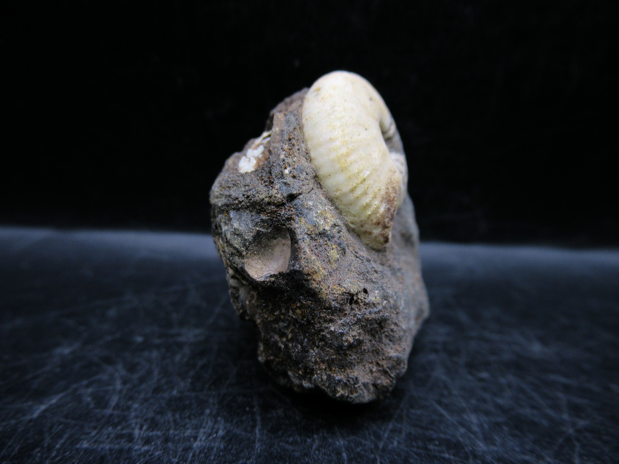 Russian Jurassic Craspedites Ammonite 9b | Fossils for Sale