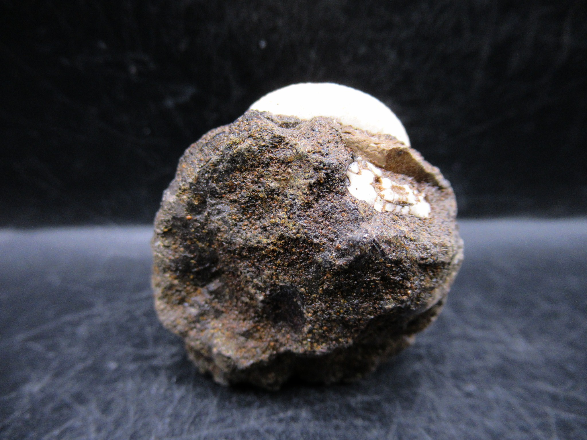 Russian Jurassic Craspedites Ammonite 9c | Fossils for Sale