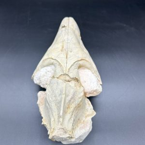 Oreodont Skull for Sale #35