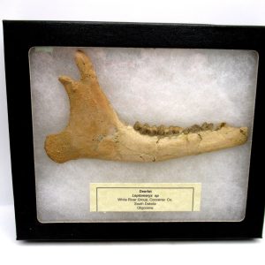 Genuine Oligocene Leptomeryx Deer Jaw Specimen from South Dakota for Sale #21