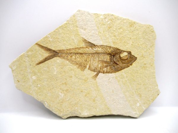 Genuine Eocene Age Diplomystus Fish Fossils for Sale from Wyoming #1