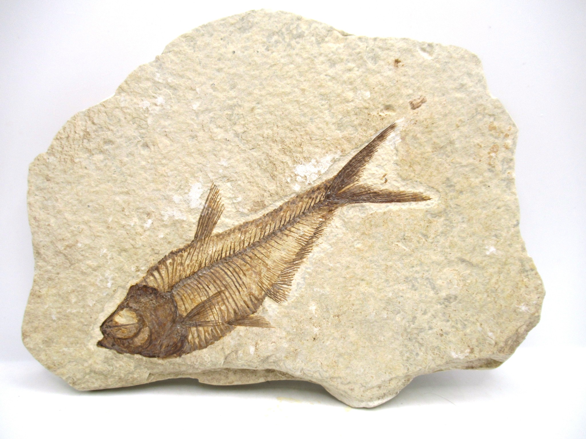 Diplomystus Fish Green River Wyoming #10 Fossils for Sale