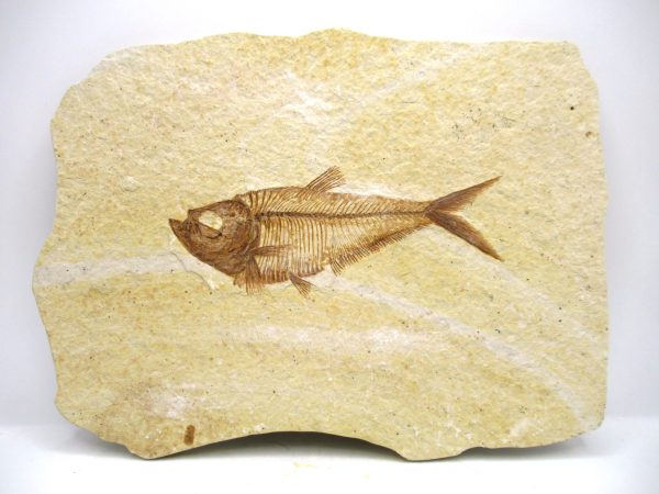 Genuine Eocene Age Diplomystus Fish Fossils for Sale from Wyoming #11