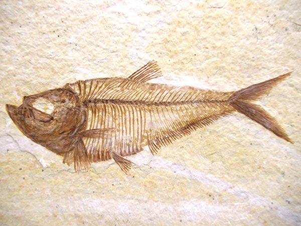 Genuine Eocene Age Diplomystus Fish Fossils for Sale from Wyoming #11a
