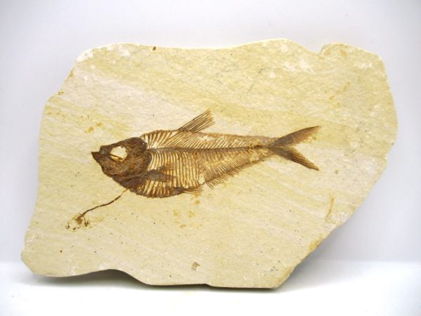 Genuine Eocene Age Diplomystus Fish Fossils for Sale from Wyoming #12