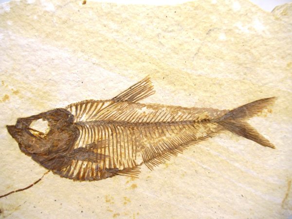 Genuine Eocene Age Diplomystus Fish Fossils for Sale from Wyoming #12a