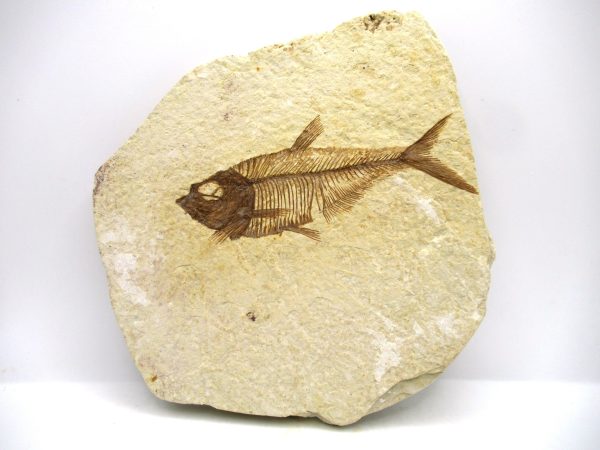 Genuine Eocene Age Diplomystus Fish Fossils for Sale from Wyoming #13