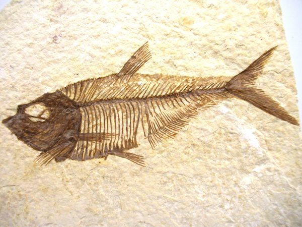 Genuine Eocene Age Diplomystus Fish Fossils for Sale from Wyoming #13a