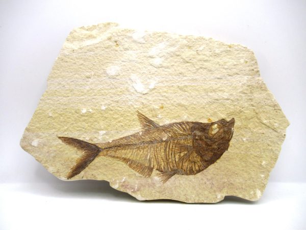 Genuine Eocene Age Diplomystus Fish Fossils for Sale from Wyoming #14